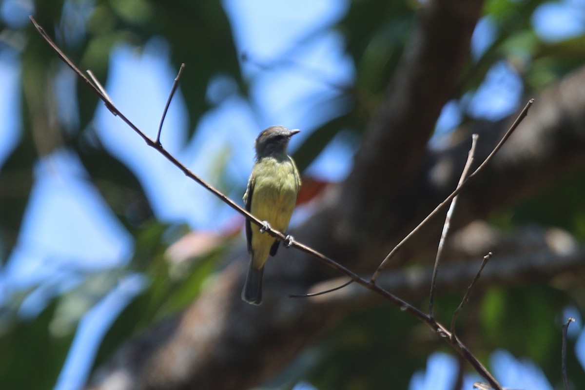 Yellow-crowned Tyrannulet - ML116688741