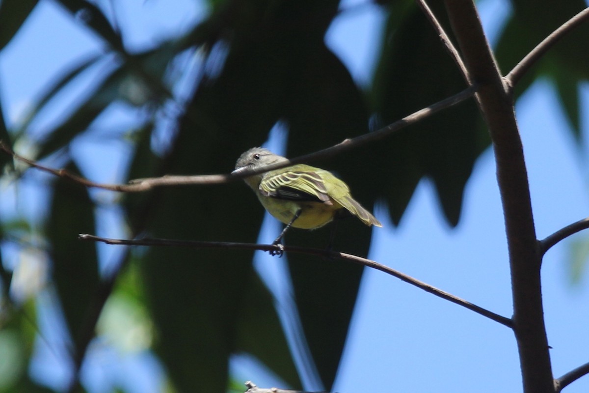 Yellow-margined Flatbill - ML116688881