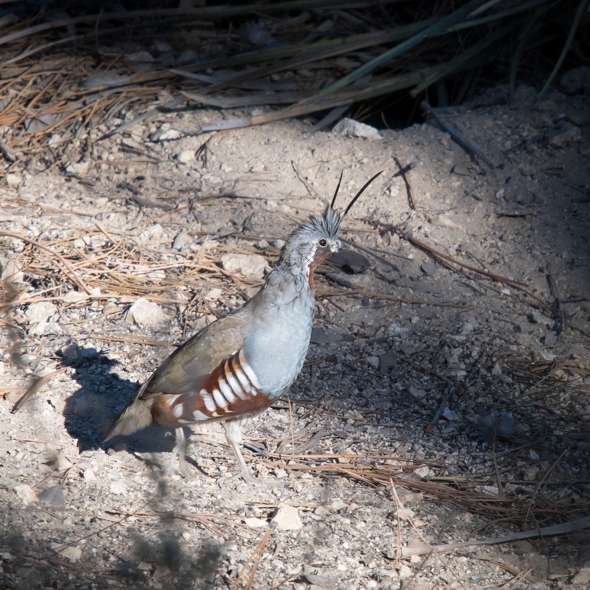 Mountain Quail - ML116689111