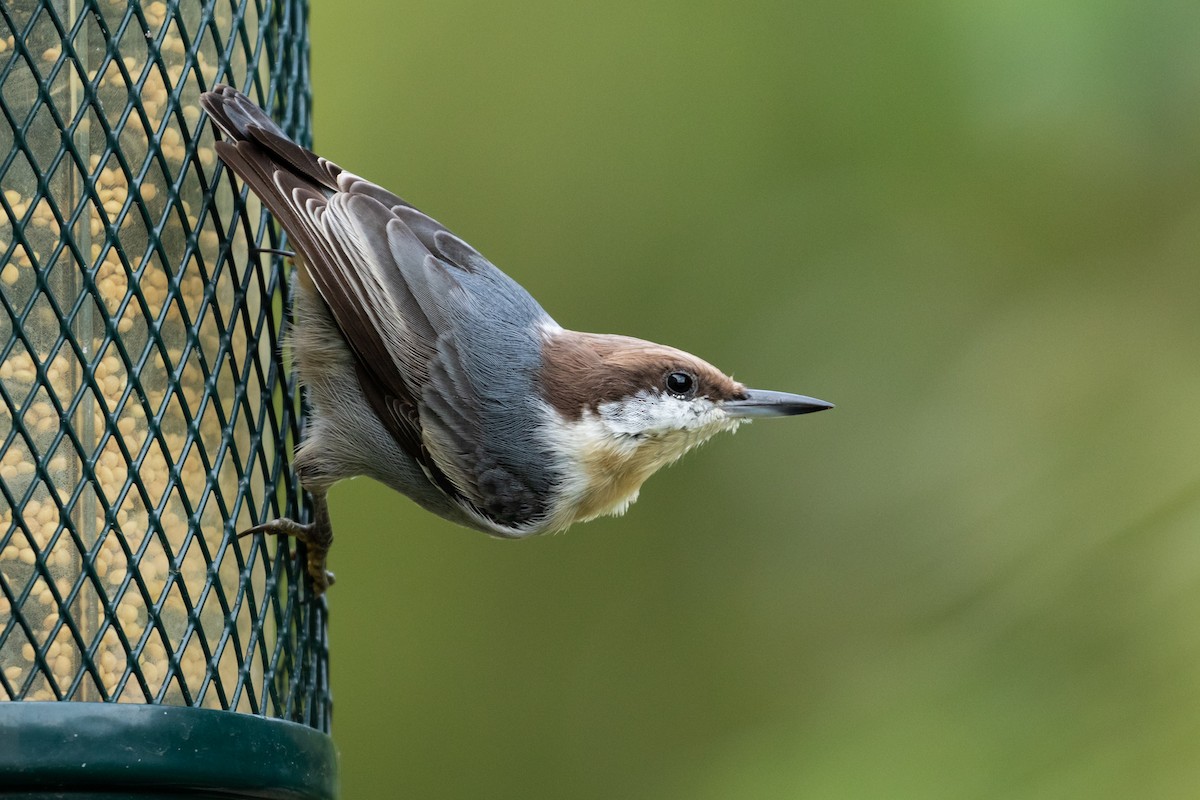 Brown-headed Nuthatch - Barry Rowan