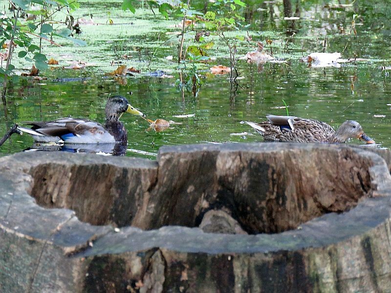 Mallard - Tracy The Birder