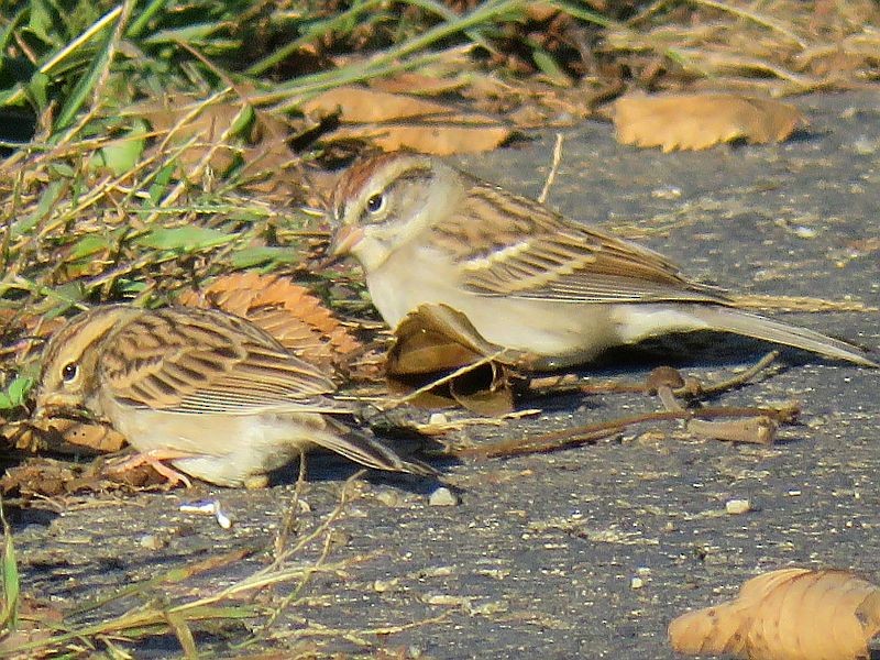 Chipping Sparrow - ML116691321