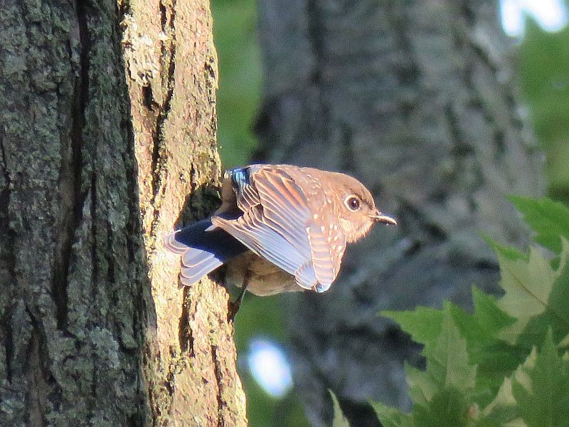 Eastern Bluebird - Tracy The Birder