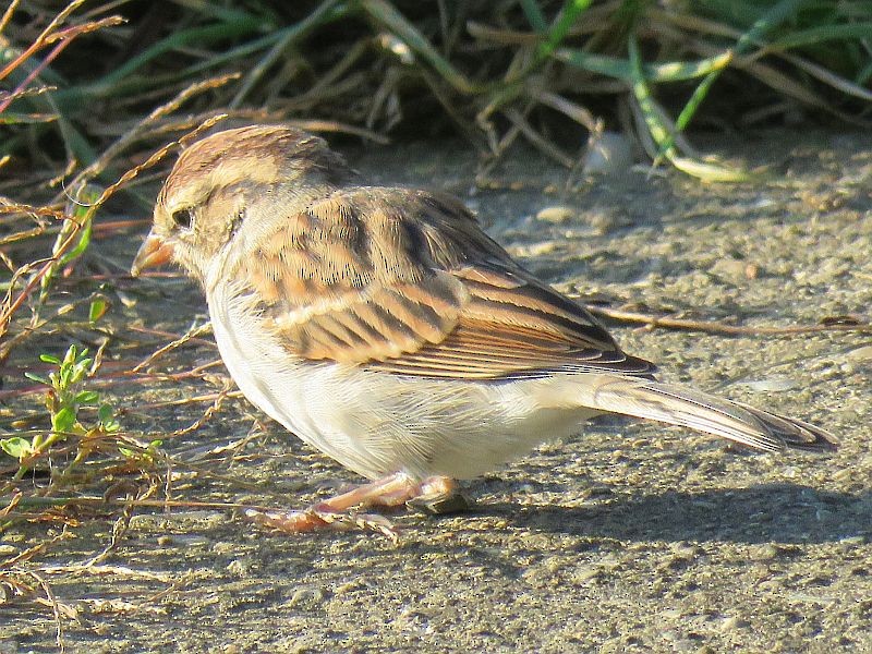 Chipping Sparrow - Tracy The Birder