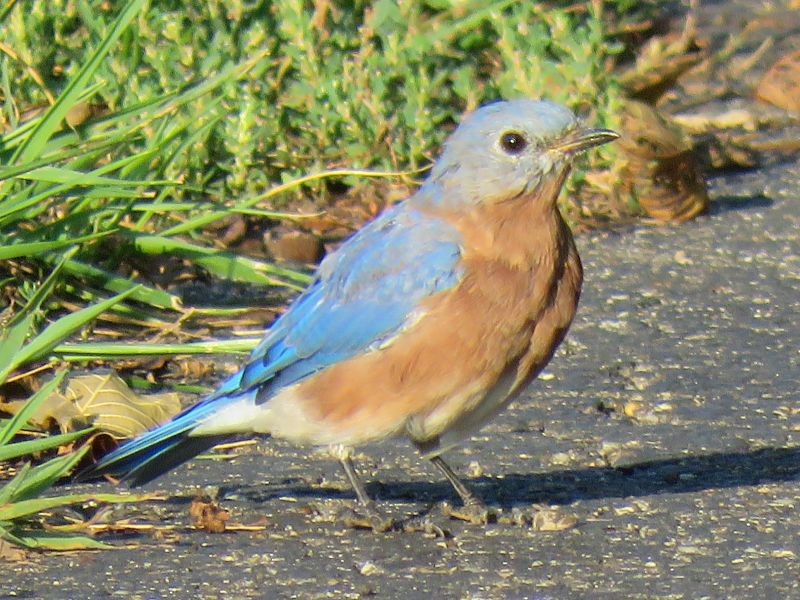 Eastern Bluebird - ML116691491