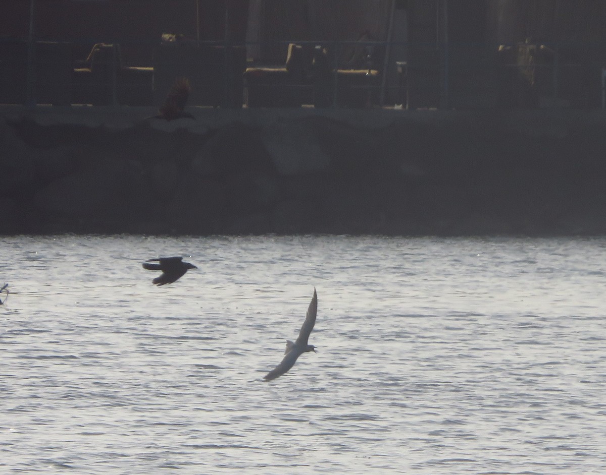 Gull-billed Tern - ML116691591