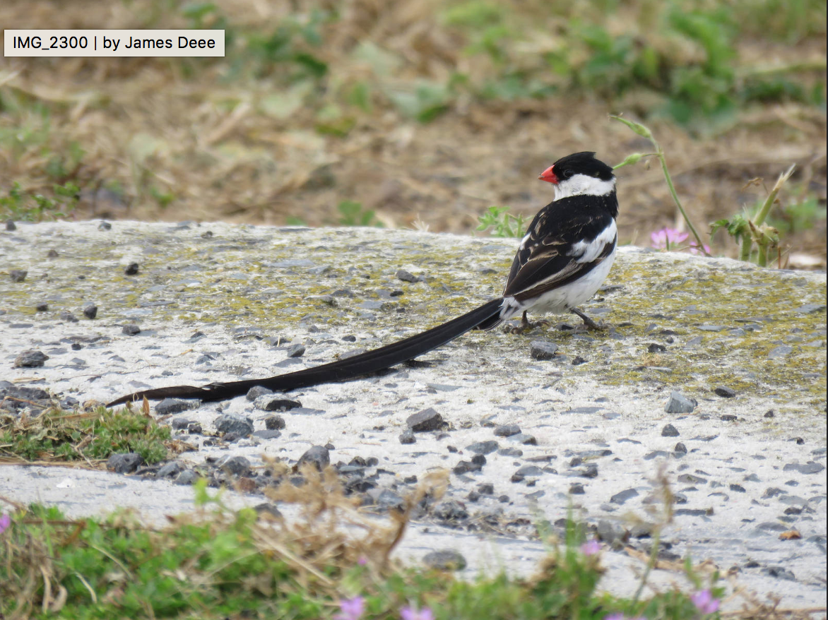 Pin-tailed Whydah - ML116691831