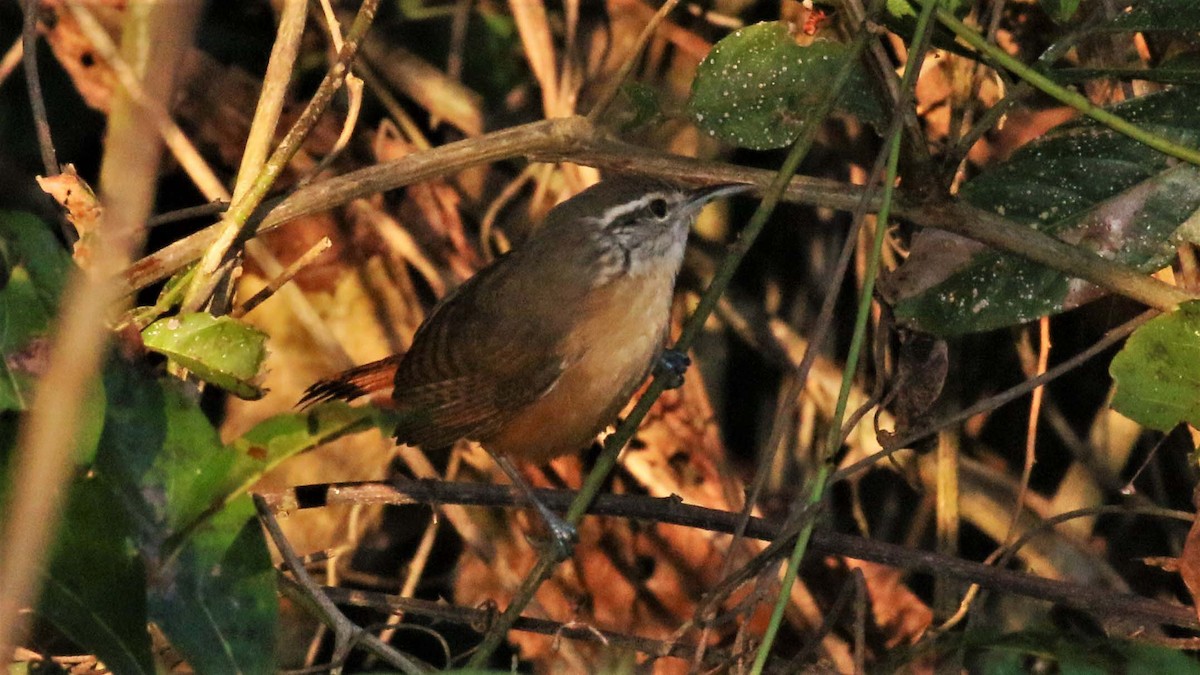 Buff-breasted Wren - Jose Luis Blázquez