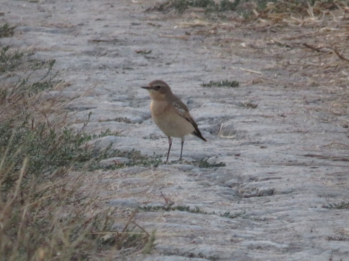 Northern Wheatear - ML116692391