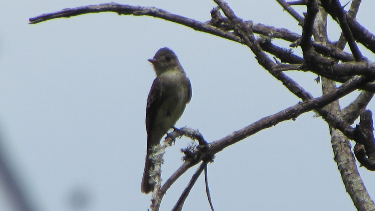 Northern Tropical Pewee - ML116692441