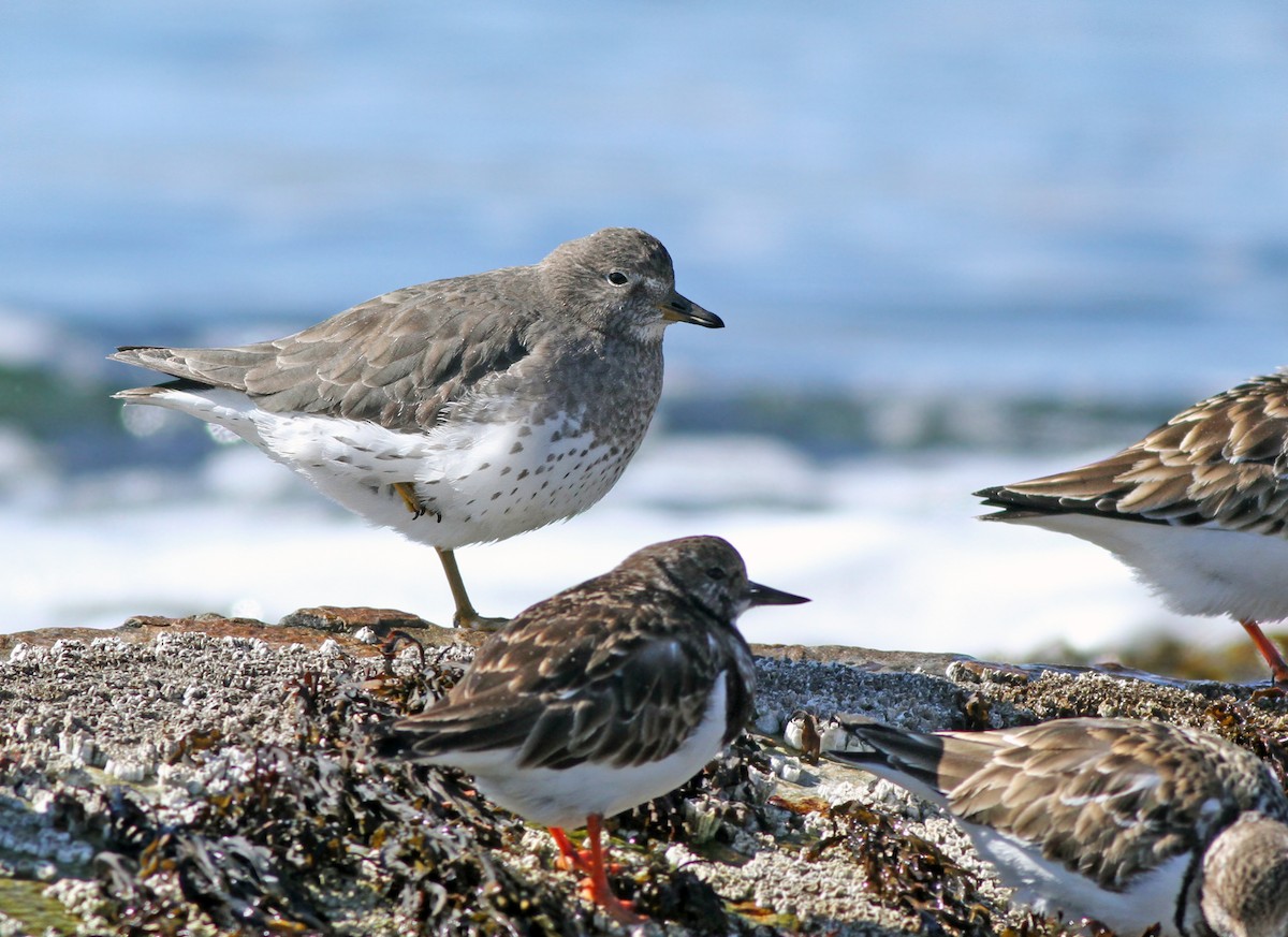 Surfbird - ML116692931