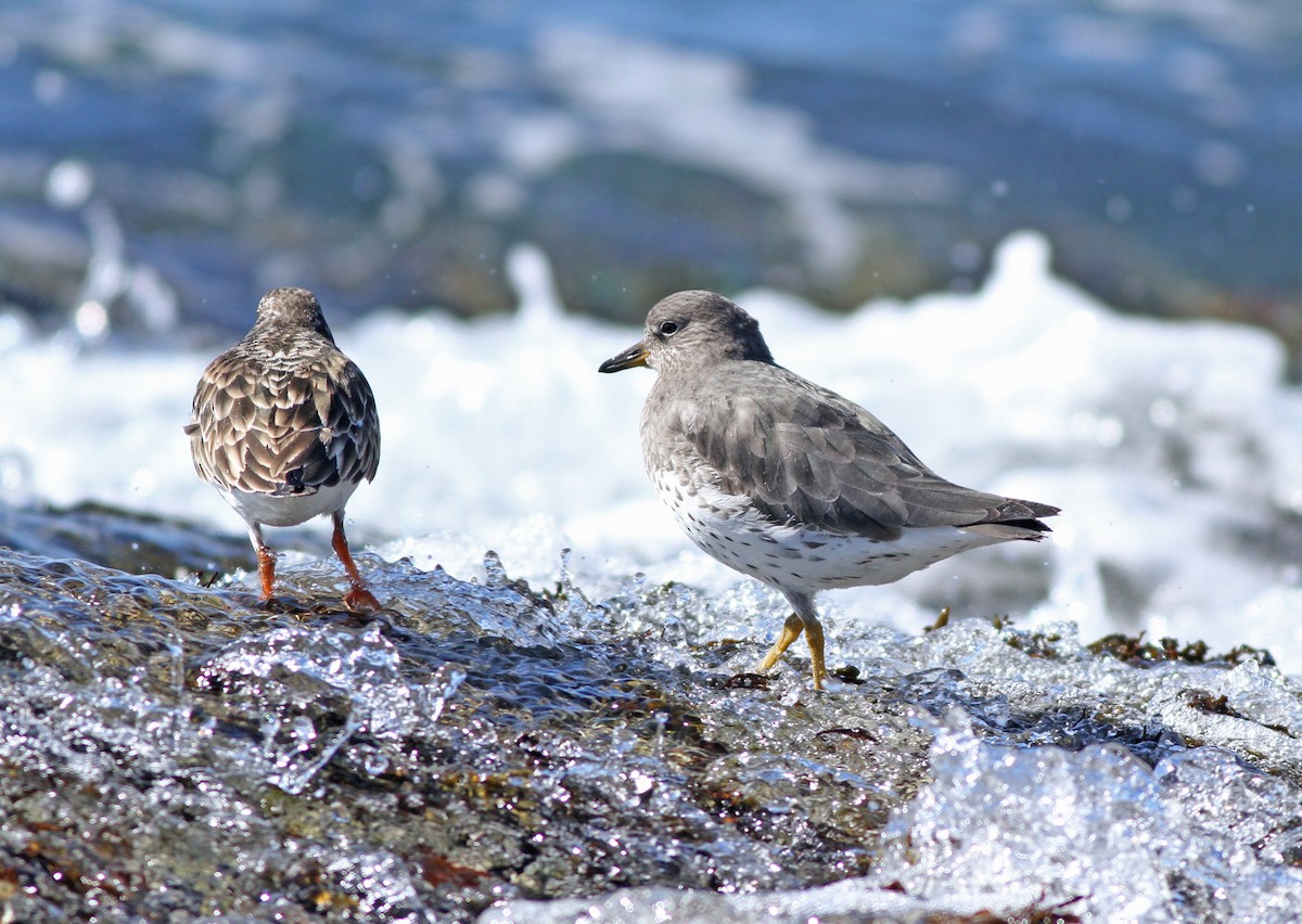 Surfbird - Jeremiah Trimble