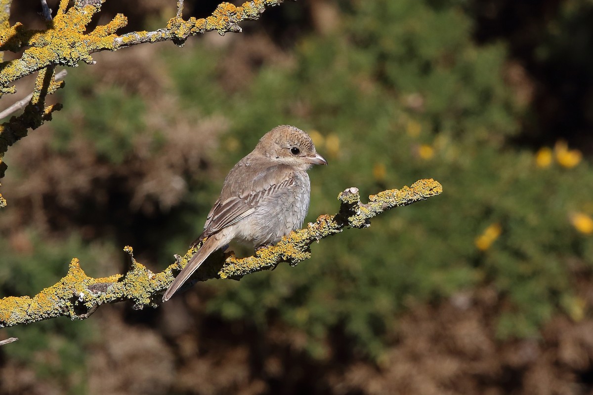 Woodchat Shrike (Western) - ML116693341