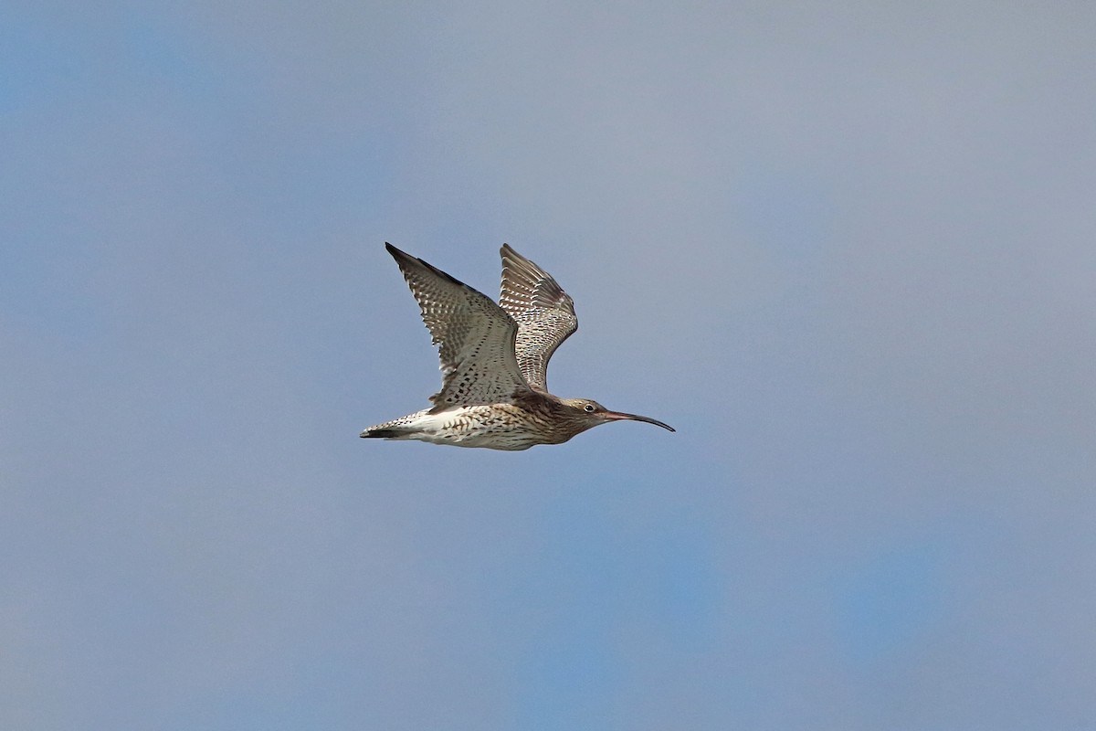 Eurasian Curlew - ML116693461