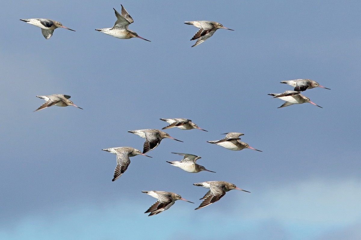 Bar-tailed Godwit (European) - ML116693481