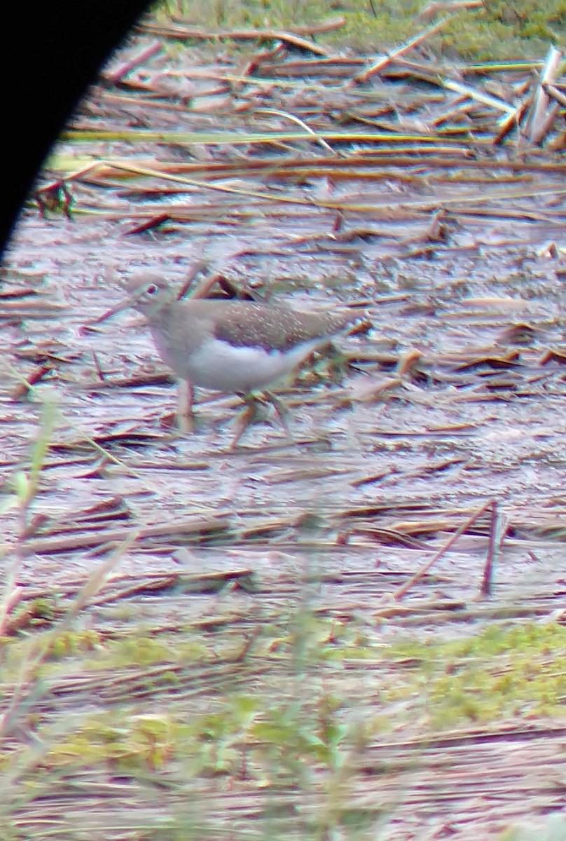 Solitary Sandpiper - ML116693651