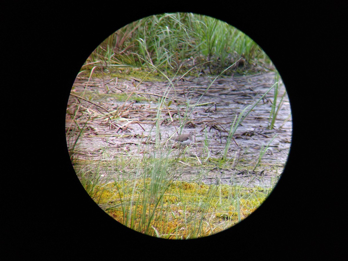 Solitary Sandpiper - ML116693701