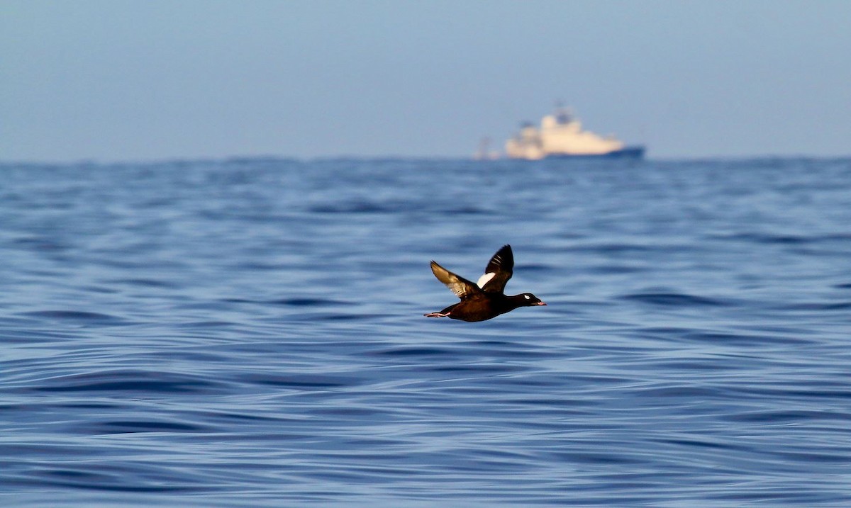 White-winged Scoter - ML116696111