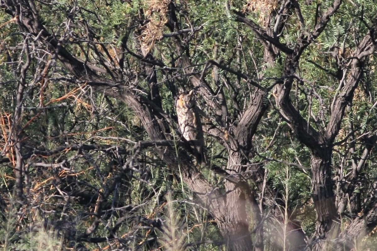 Long-eared Owl - ML116697551