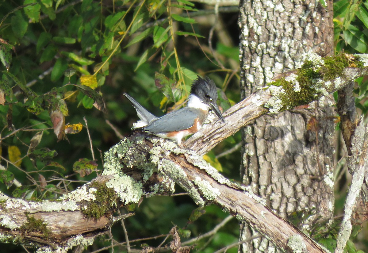 Belted Kingfisher - Mark Goodwin