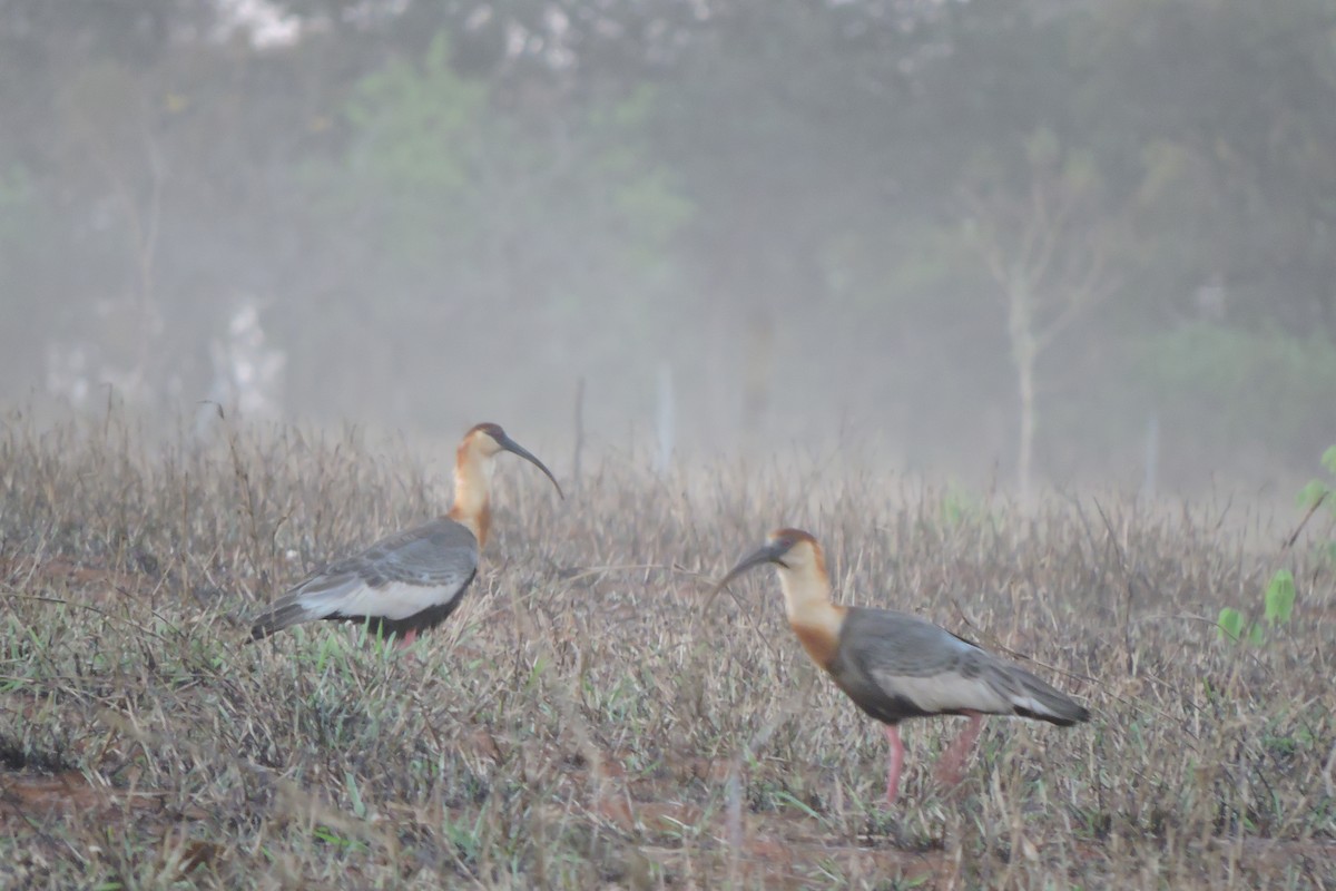 Buff-necked Ibis - ML116699151