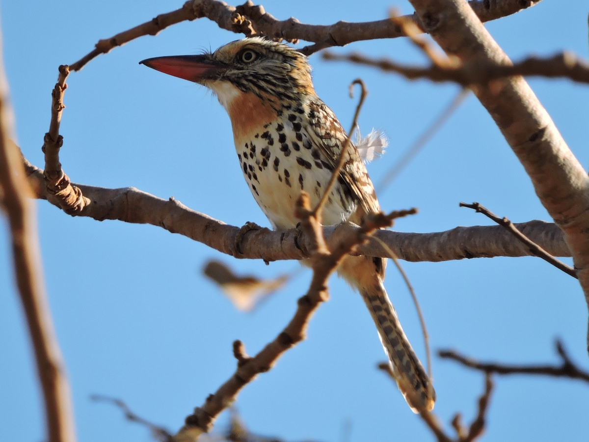 Spot-backed Puffbird - ML116699341