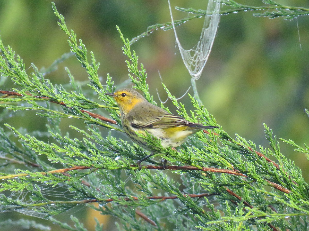 Cape May Warbler - Mark Goodwin