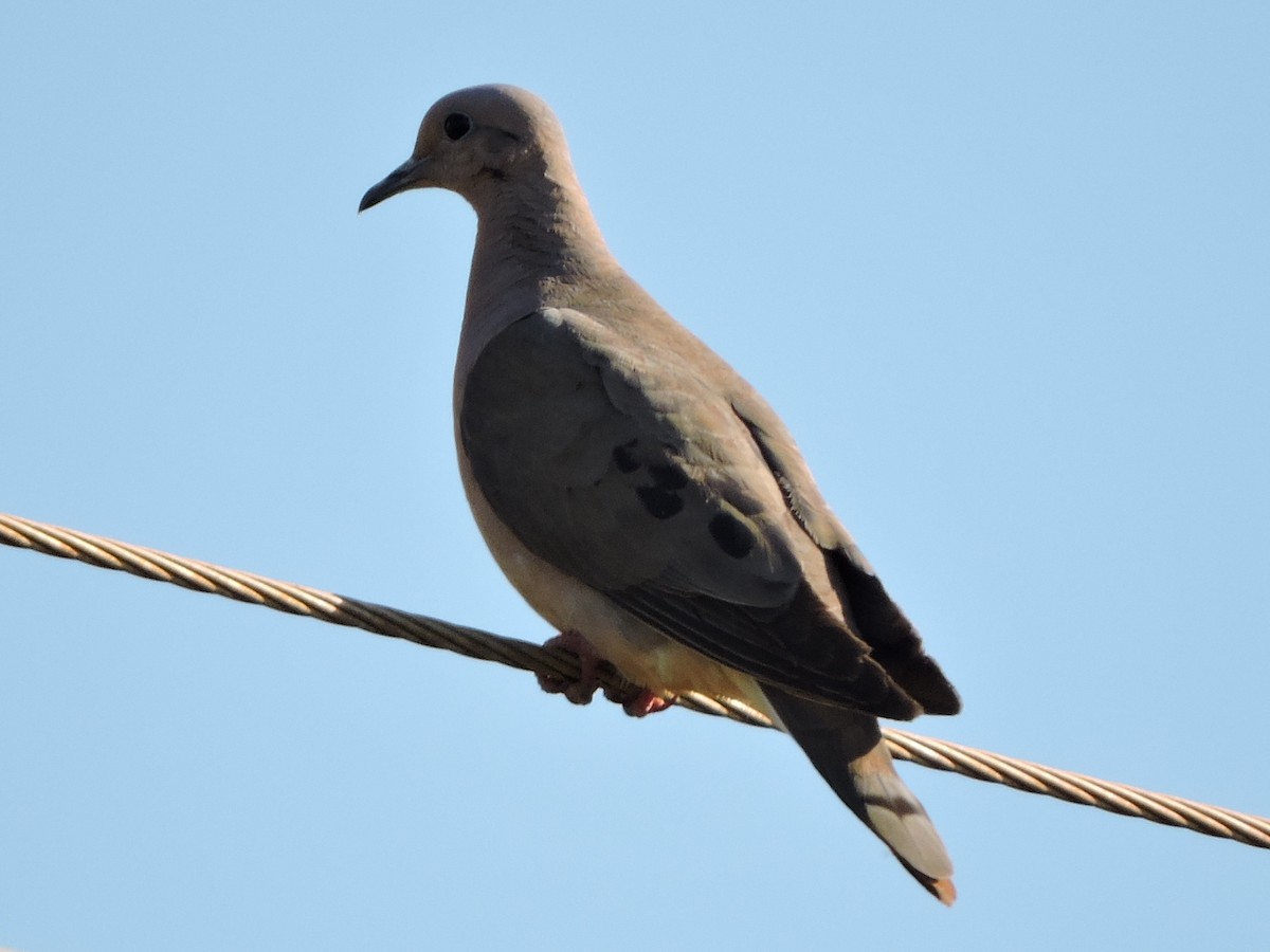 Eared Dove - ML116702201