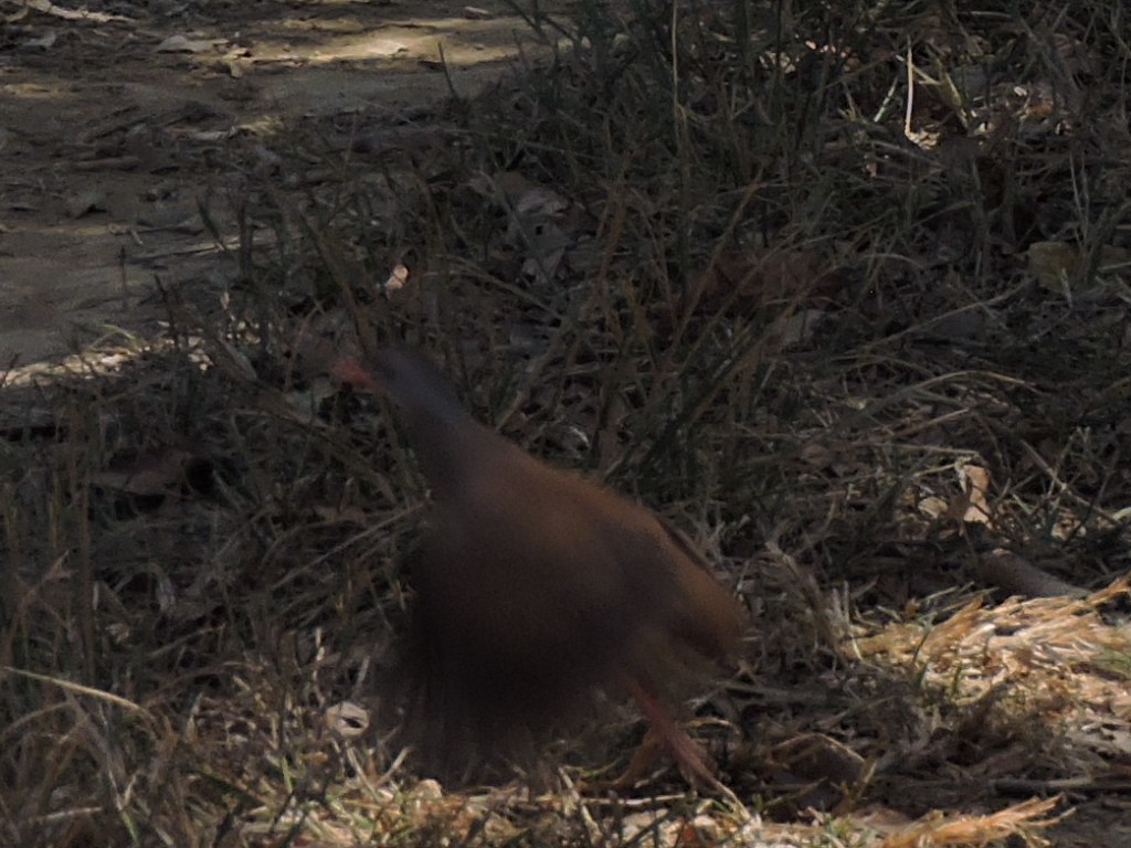 Small-billed Tinamou - ML116702441