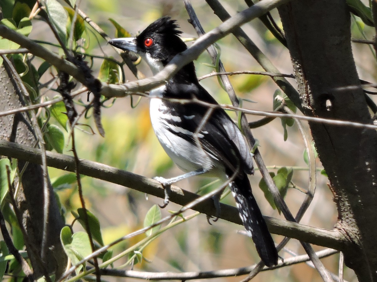 Great Antshrike - ML116702511