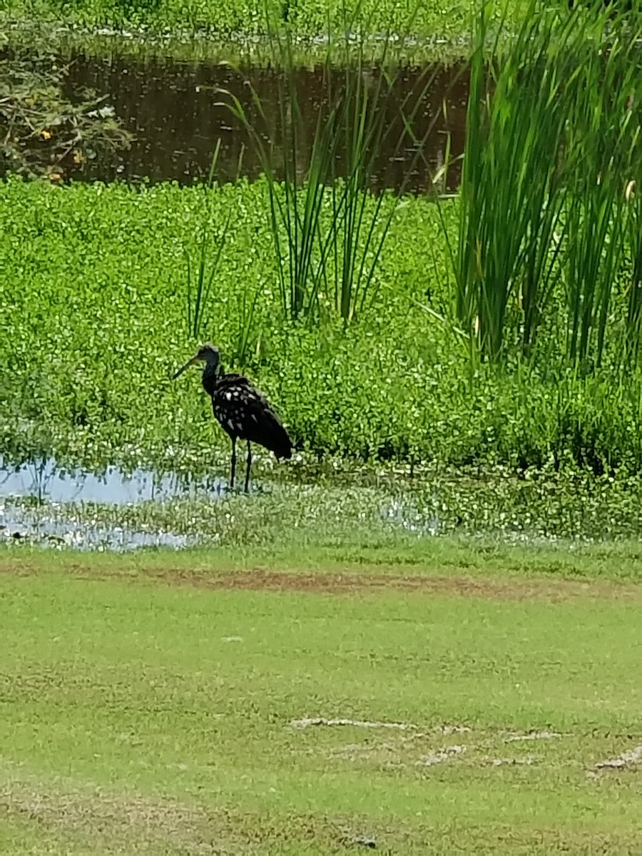 Limpkin - Jeff Jones