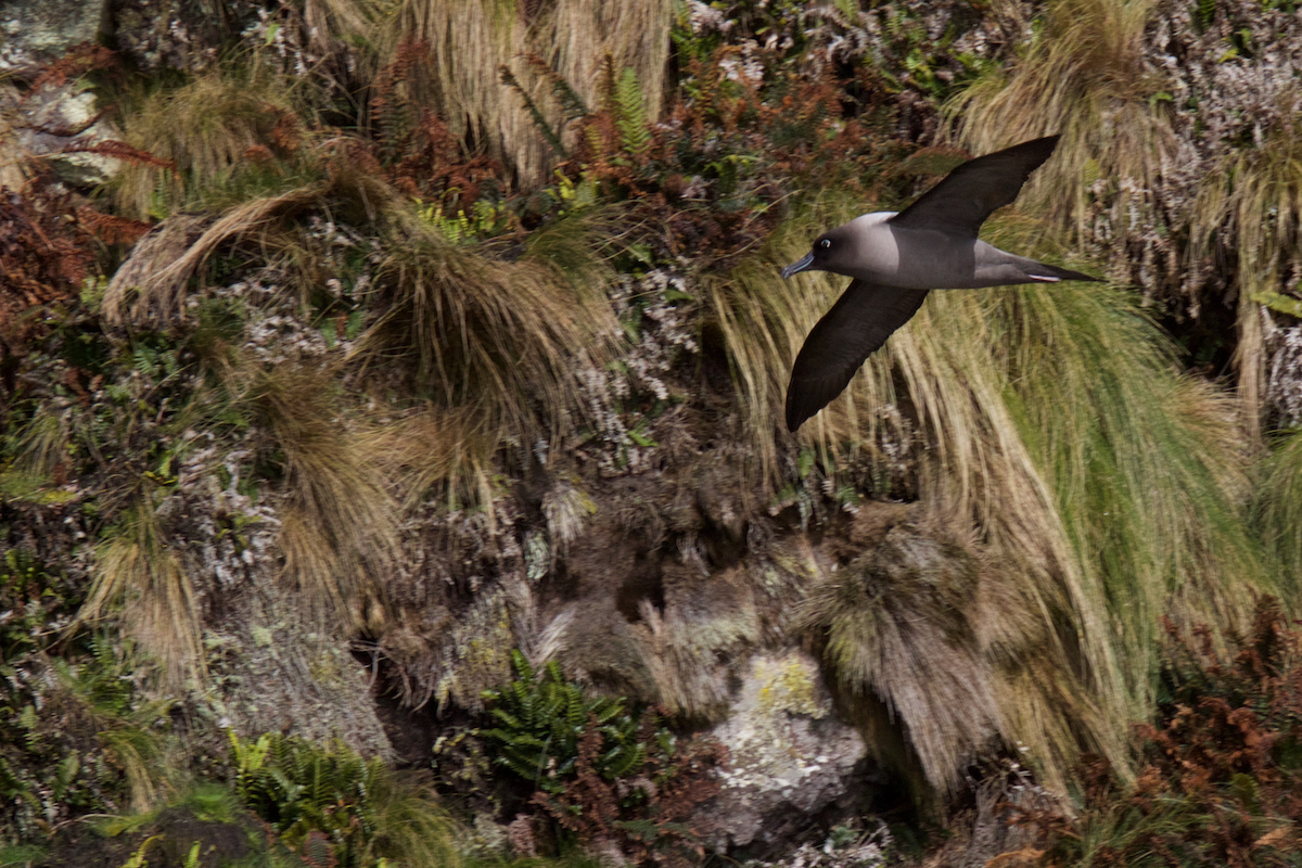 Light-mantled Albatross - Robert Tizard