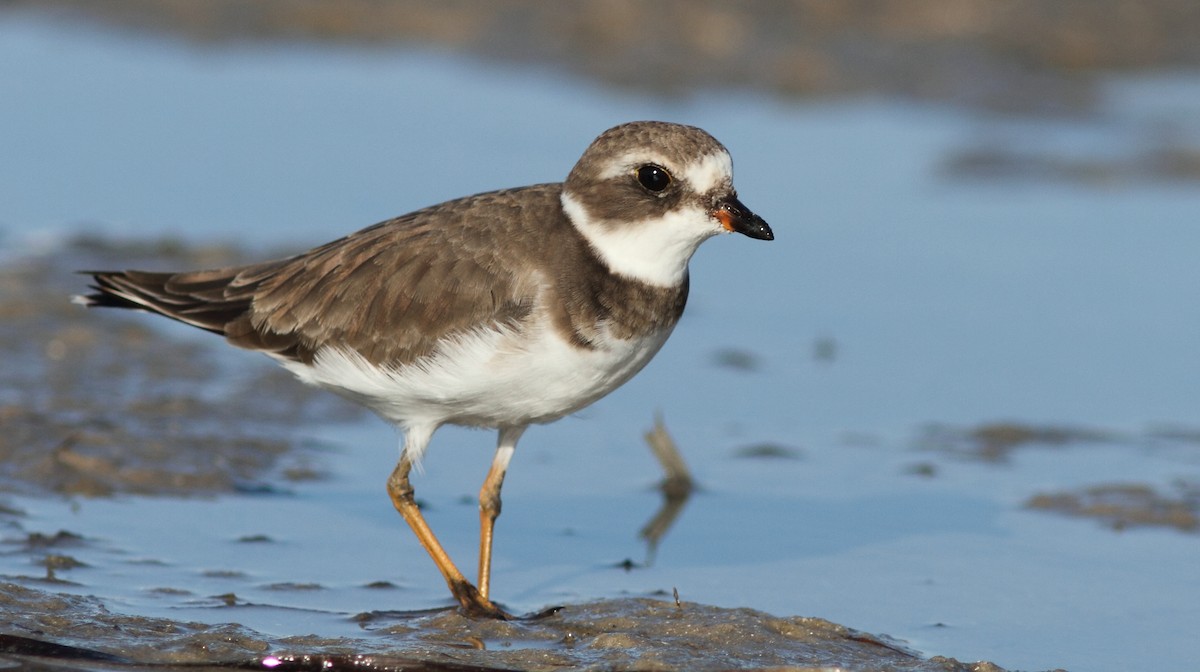 Semipalmated Plover - Vince Capp