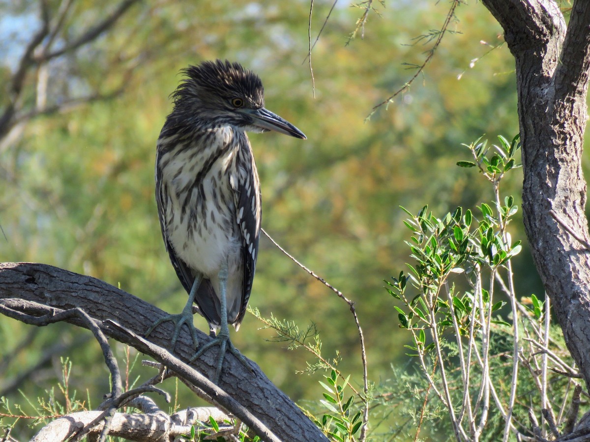 Black-crowned Night Heron - Thibaut RIVIERE