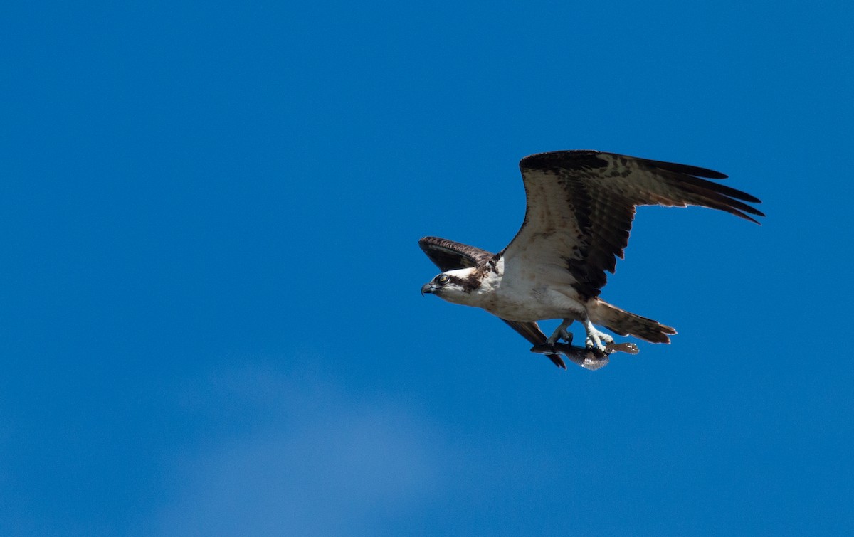 Águila Pescadora - ML116705611