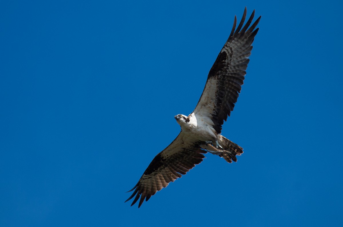 Águila Pescadora - ML116705981