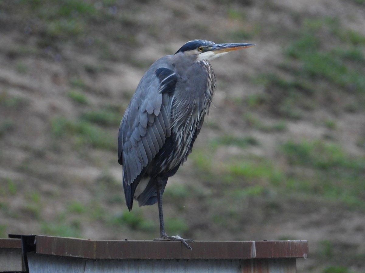 Great Blue Heron (Great Blue) - ML116706201