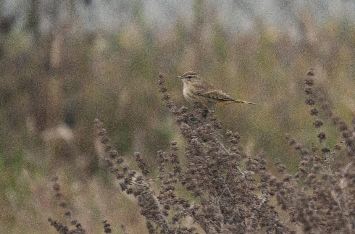 Palm Warbler (Western) - Mark Dettling