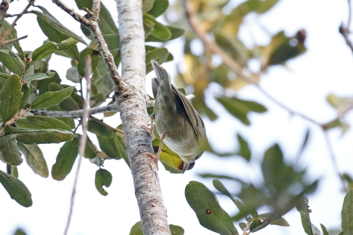 Worm-eating Warbler - ML116709621