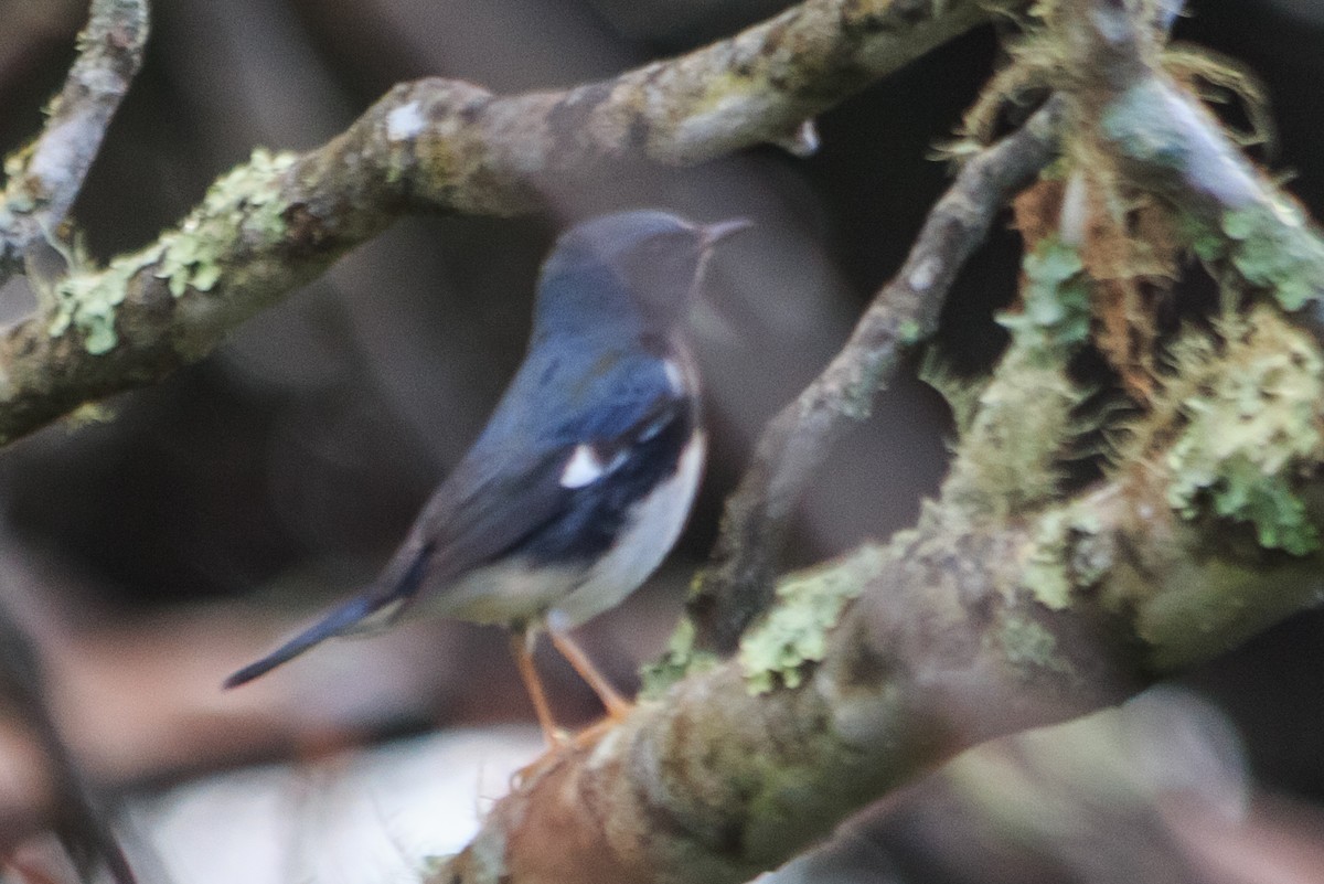 Black-throated Blue Warbler - ML116709641