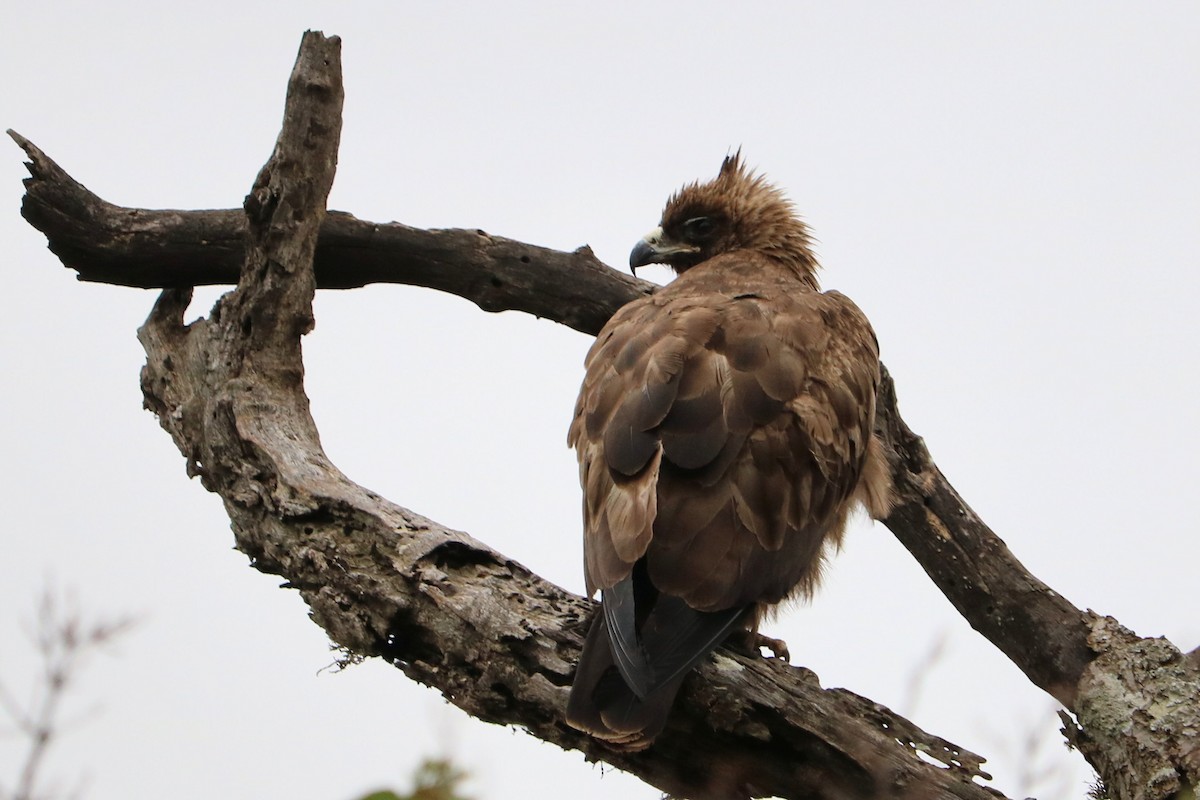 Águila de Wahlberg - ML116713631