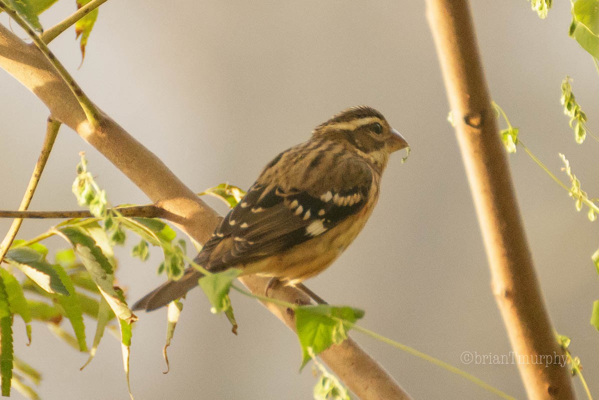 Rose-breasted Grosbeak - Brian Murphy