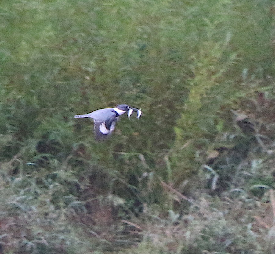 Belted Kingfisher - ML116714201