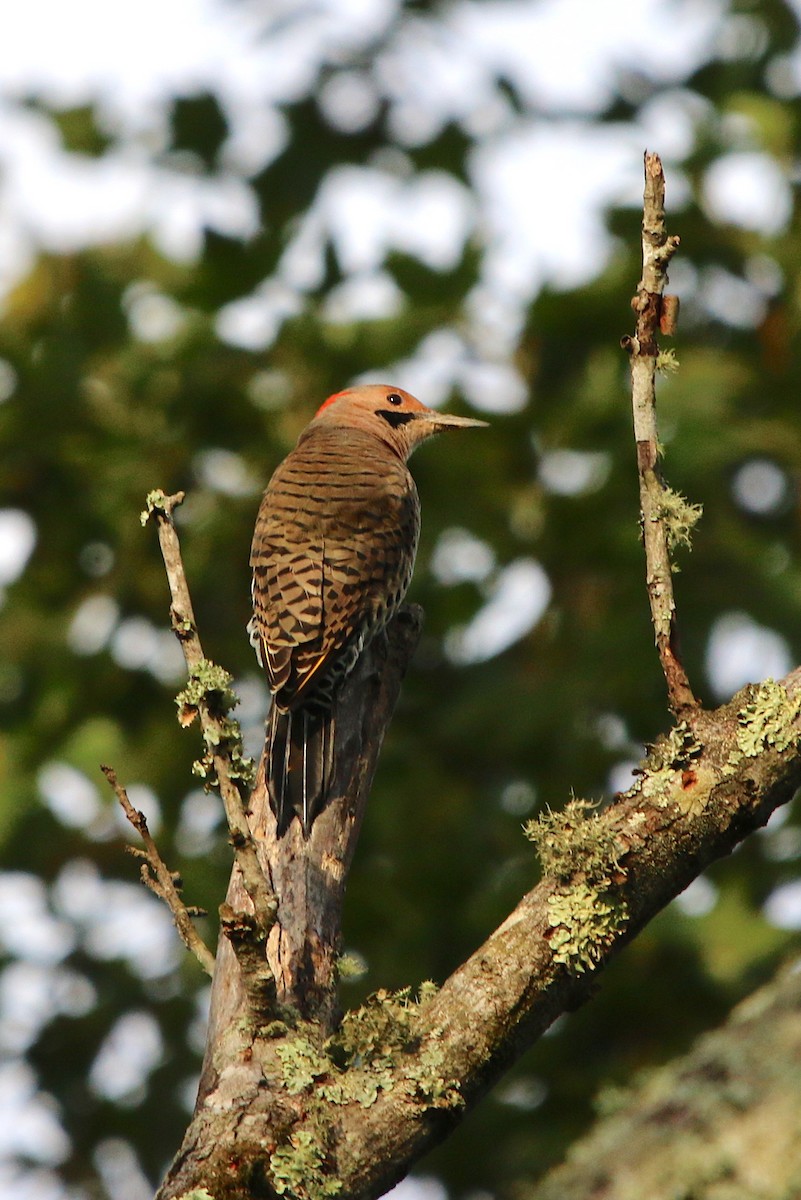 Northern Flicker - ML116714321