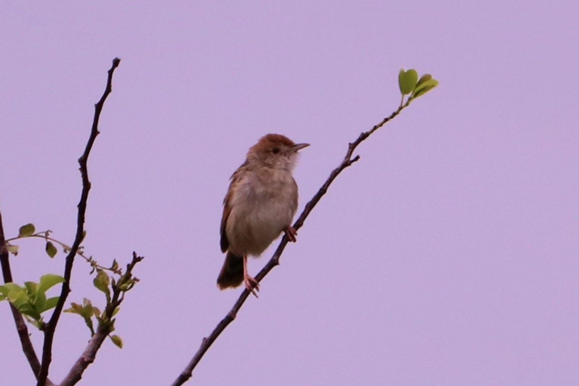 Rattling Cisticola - ML116714341