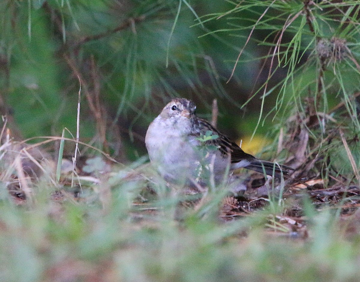 Chipping Sparrow - ML116714491