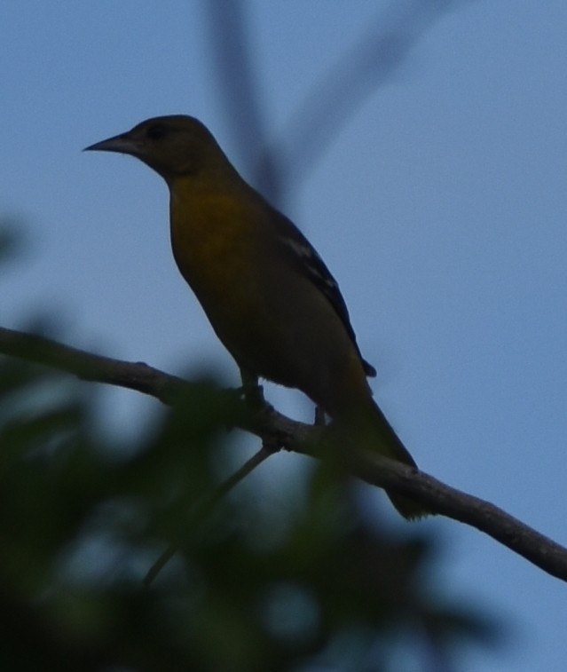 Oriole de Baltimore - ML116714671