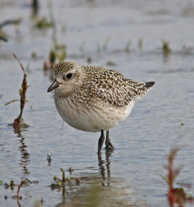 Black-bellied Plover - ML116715341