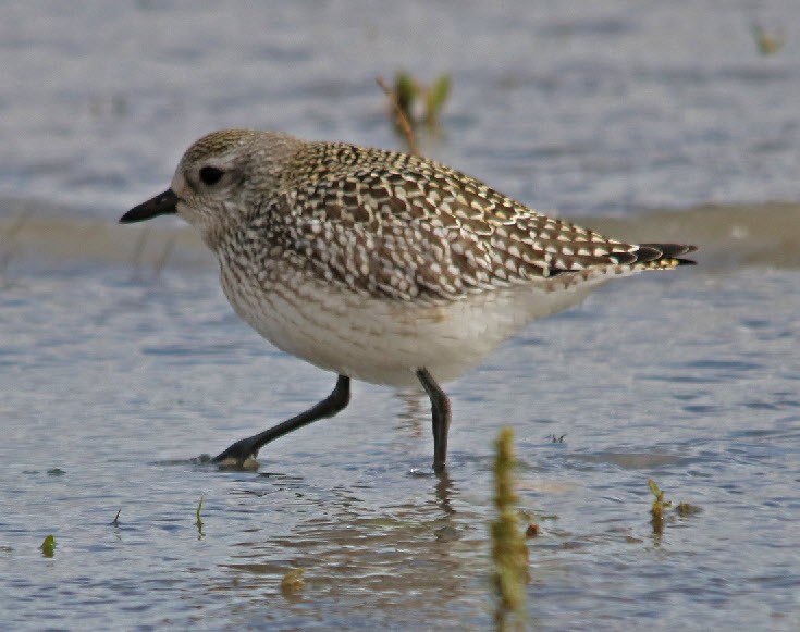 Black-bellied Plover - Jock McCracken