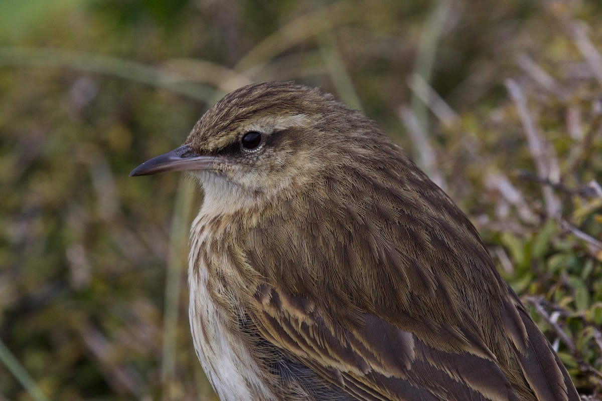 New Zealand Pipit - ML116716971